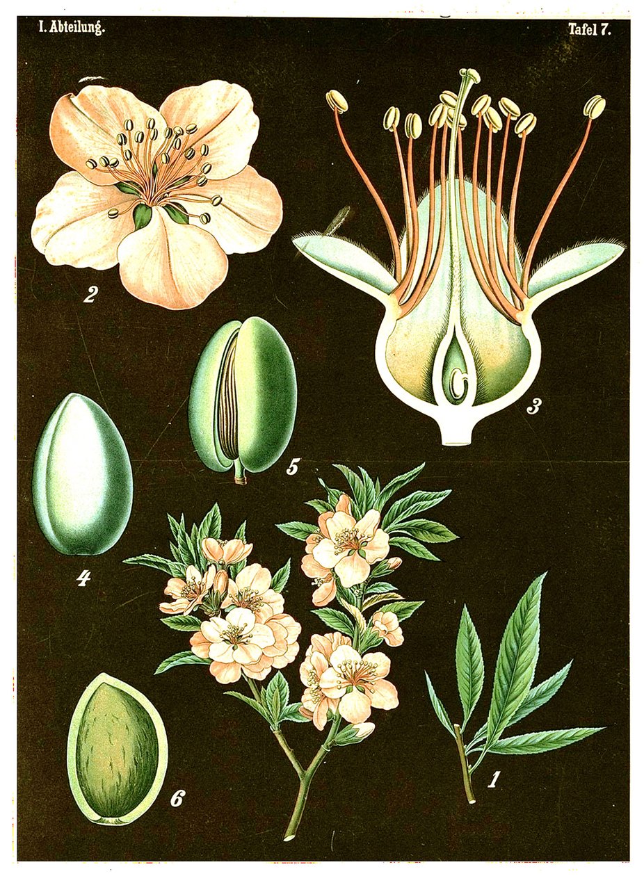 बादाम (Prunus Amygdalus) c.1890 (क्रोमोलिथोग्राफ) द्वारा जर्मन स्कूल