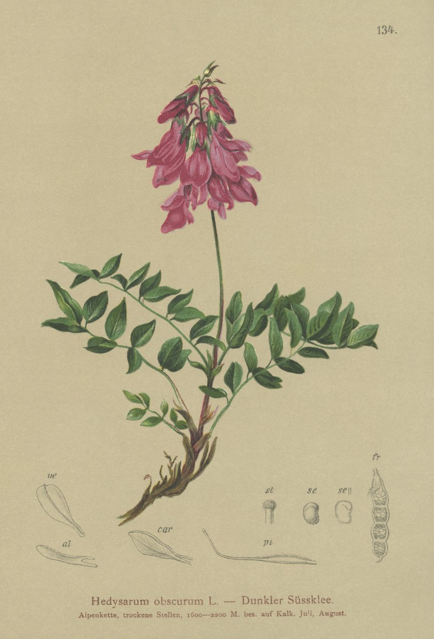 अल्पाइन (अस्पष्ट, भालू hedysaroides भालू) द्वारा जर्मन स्कूल