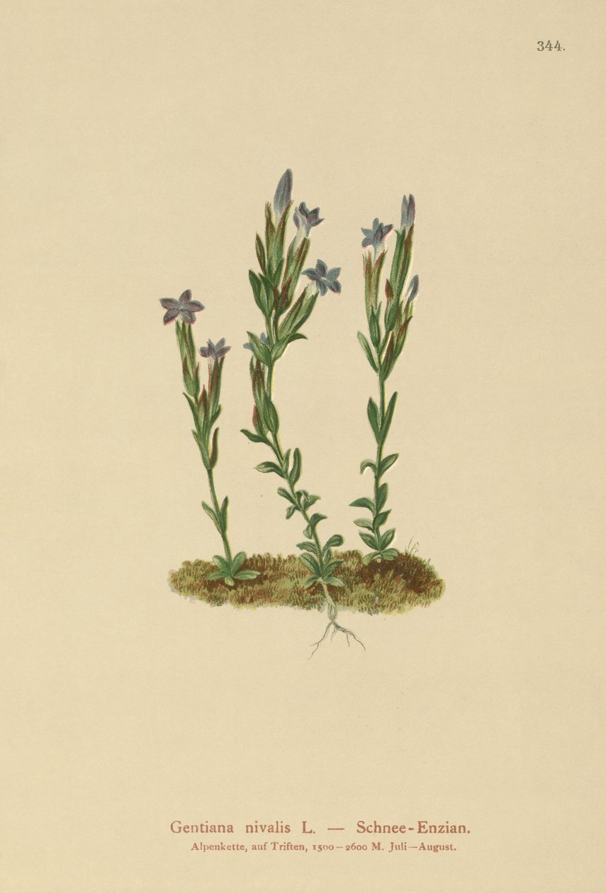 अल्पाइन जेंटियन (Gentiana nivalis) द्वारा जर्मन स्कूल