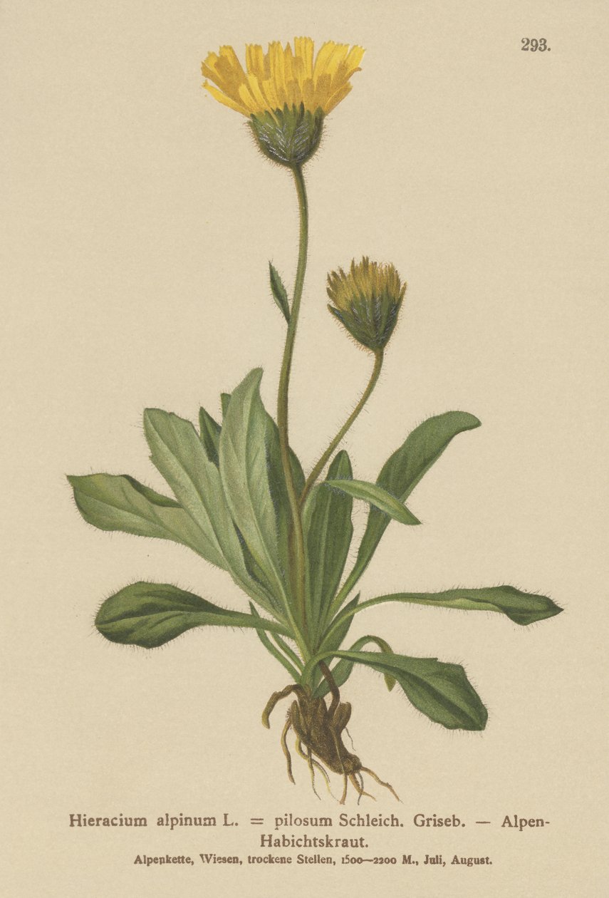 अल्पाइन (चारा alpmum Hieracium Alpen Hieracium बालदारता) द्वारा जर्मन स्कूल