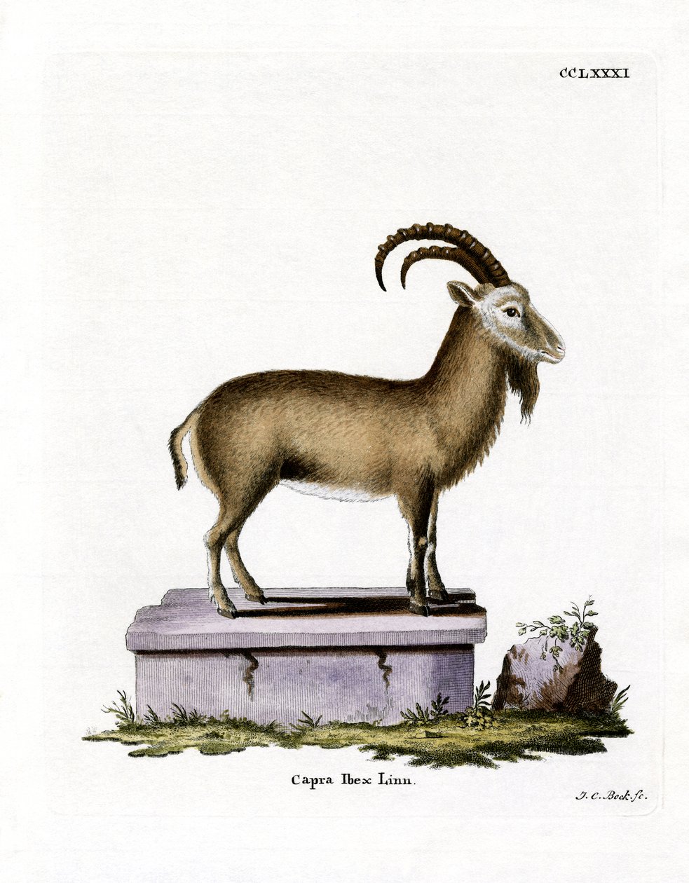 अल्पाइन Ibex (रंगीन उत्कीर्णन) द्वारा जर्मन स्कूल