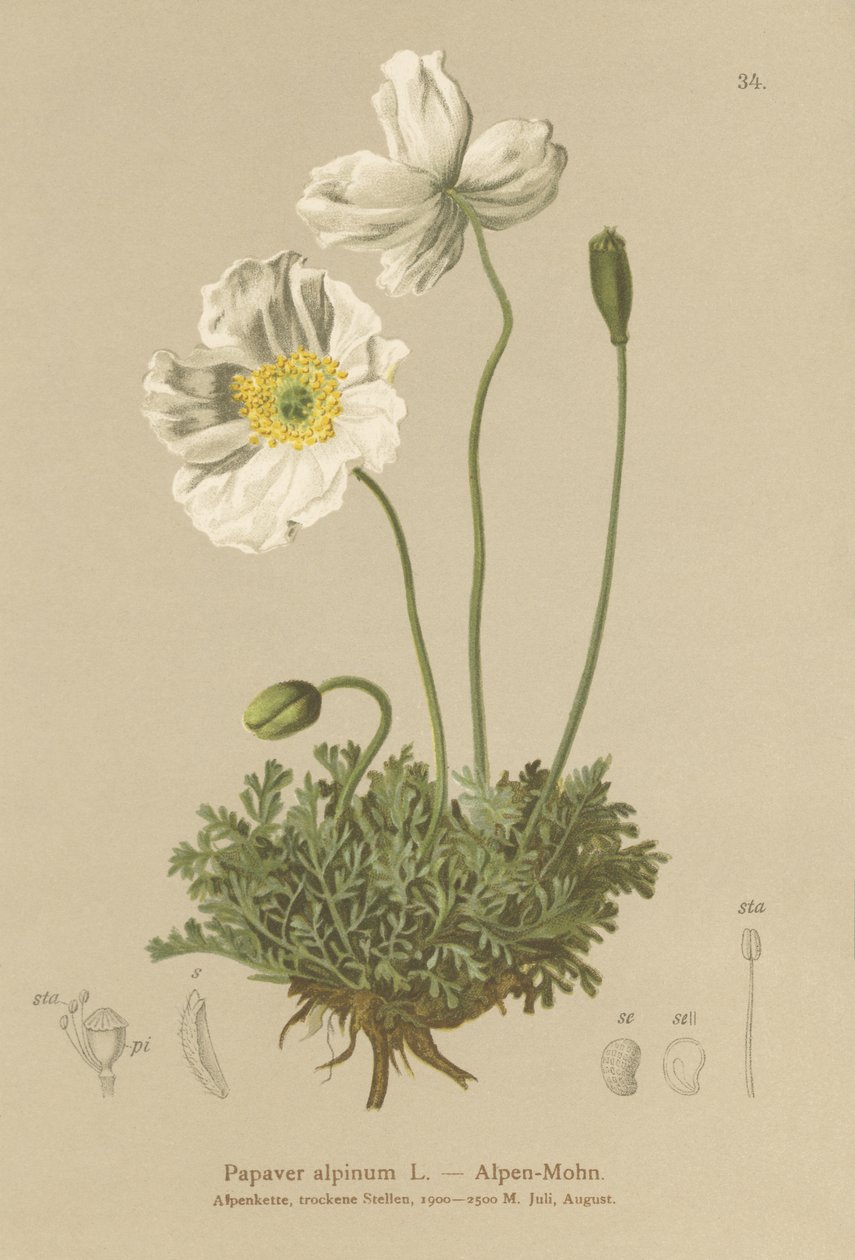 अल्पाइन खसखस (Papaver अल्पाइनम, उप-अल्पाइन द्वारा जर्मन स्कूल
