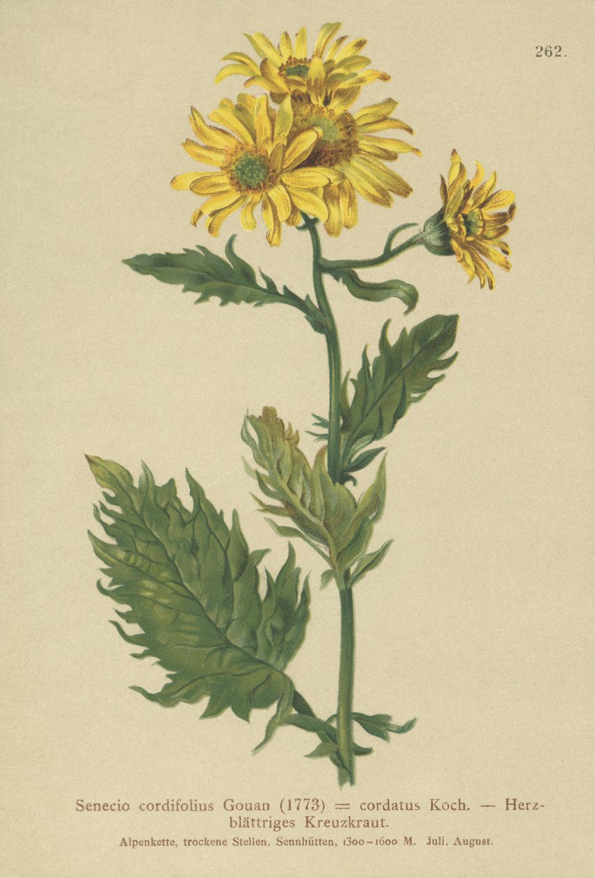 अल्पाइन ऋषि (साल्विया cordifolius Senecio आकार Senecio ALPINUS, Jacobaeus Alpina) द्वारा जर्मन स्कूल