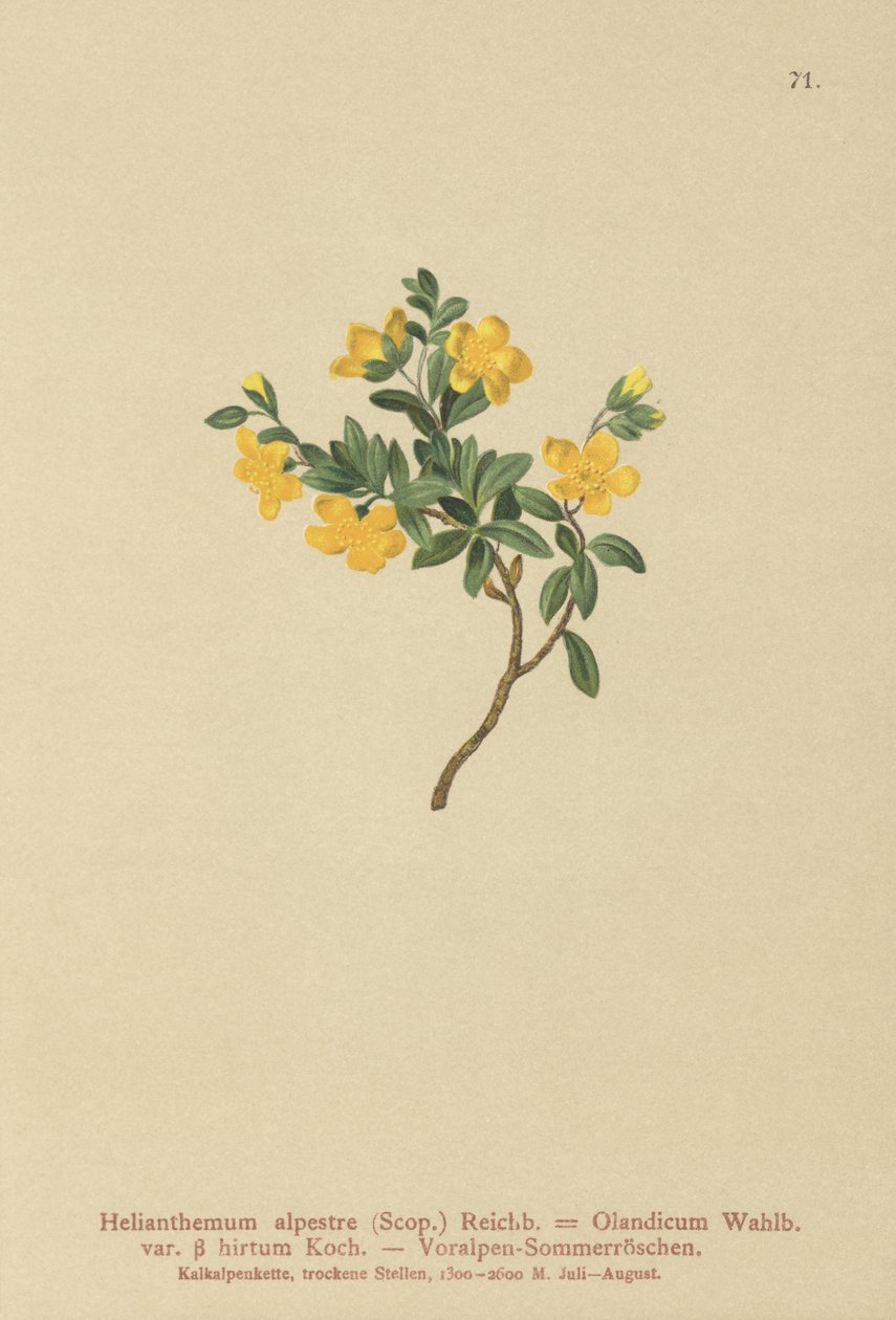 अल्पाइन रॉक गुलाब (Helianthemum alpestre, Helianthemum Olandicum एसएसपी। Hirtum, Helianthemum पहाड़ी) द्वारा जर्मन स्कूल