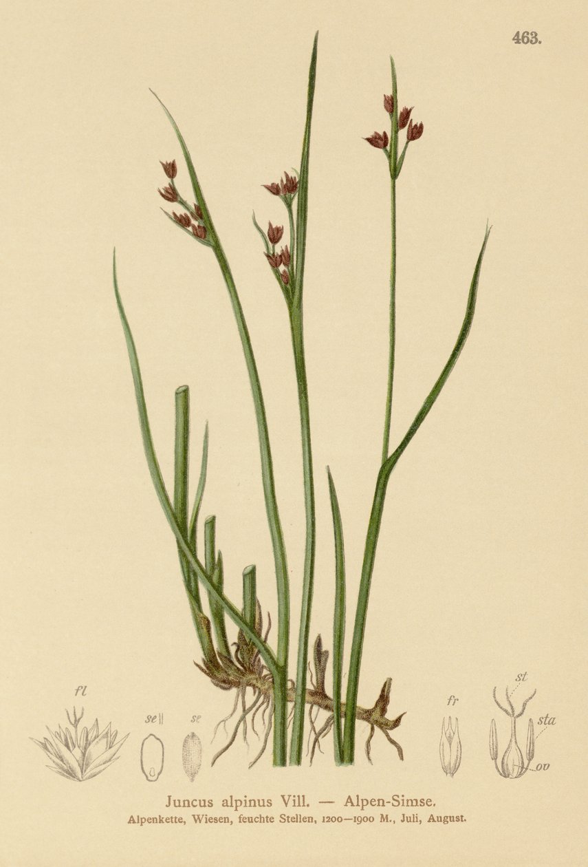 अल्पाइन रश (Juncus alpinus, Juncus alpinoarticulatus) द्वारा जर्मन स्कूल