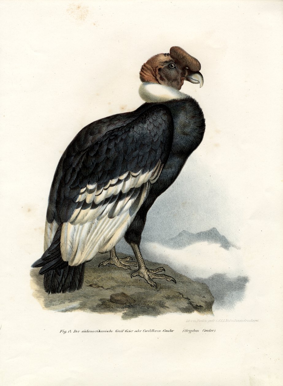 एंडियन कोंडोर, 1864 द्वारा जर्मन स्कूल