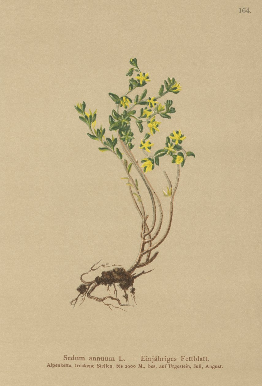 वार्षिक Stonecrop (Sedum आलू) द्वारा जर्मन स्कूल