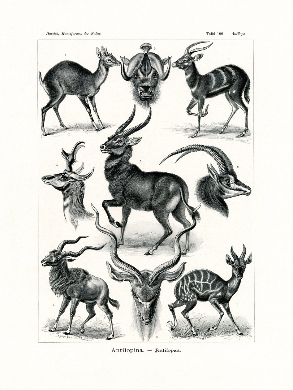 एंटीलोप, 1899-1904 द्वारा जर्मन स्कूल