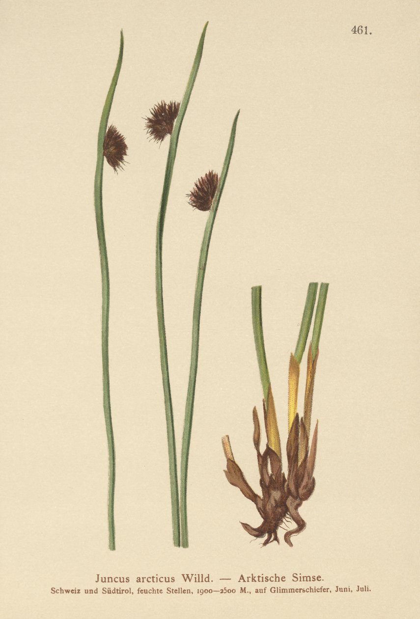 आर्कटिक रश (Juncus arcticus) द्वारा जर्मन स्कूल