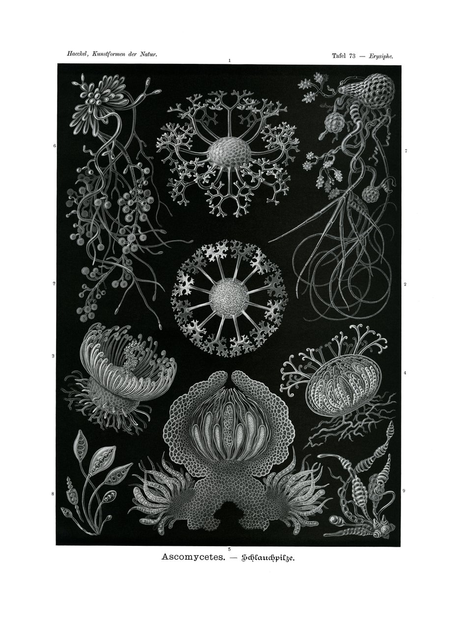 Ascomycetes, 1899-1904 द्वारा जर्मन स्कूल