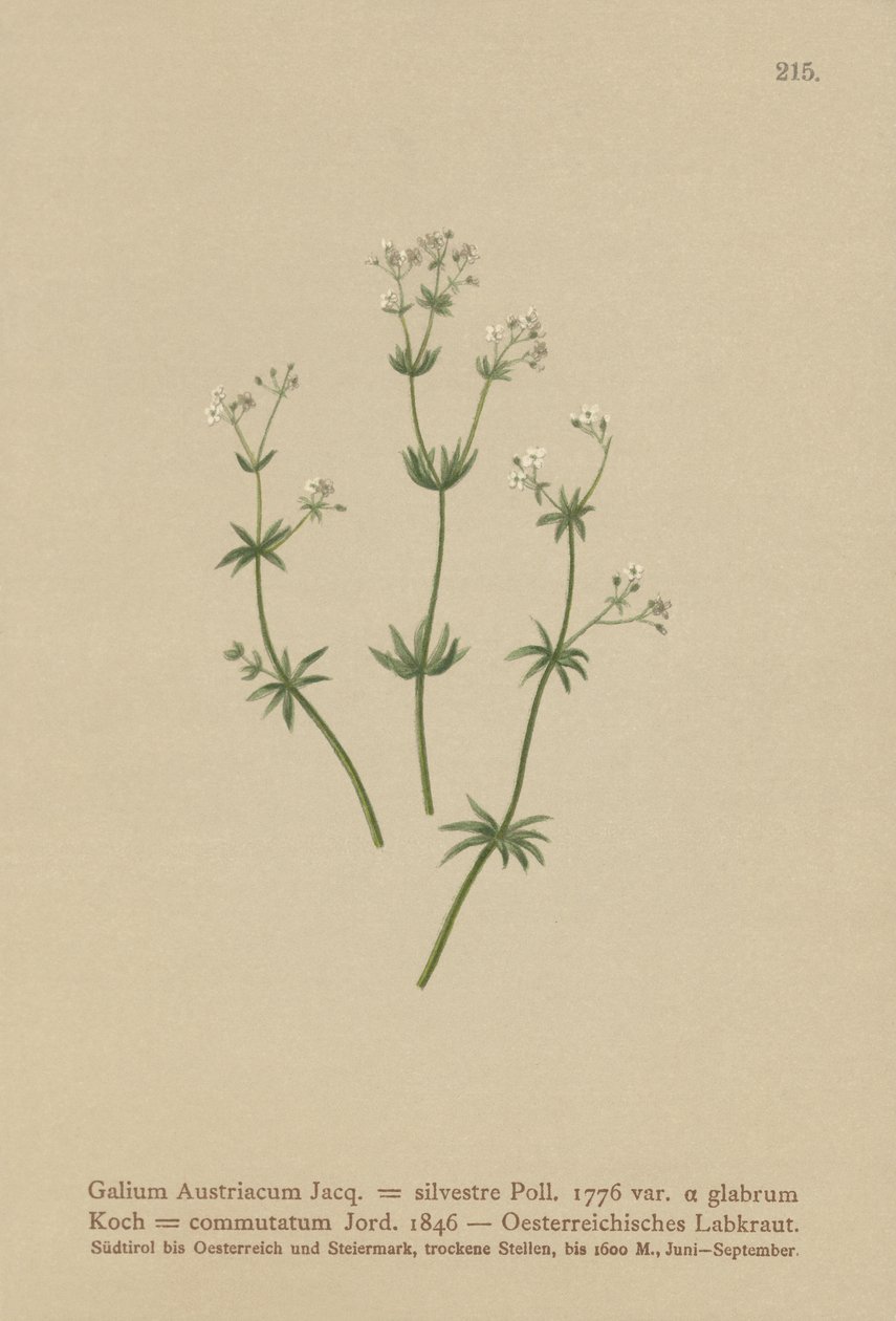 ऑस्ट्रिया के Bedstraw (Galium ऑस्ट्रिया रुबिया वन (बराबर। हरा सिंग), रुबिया बदलें) द्वारा जर्मन स्कूल