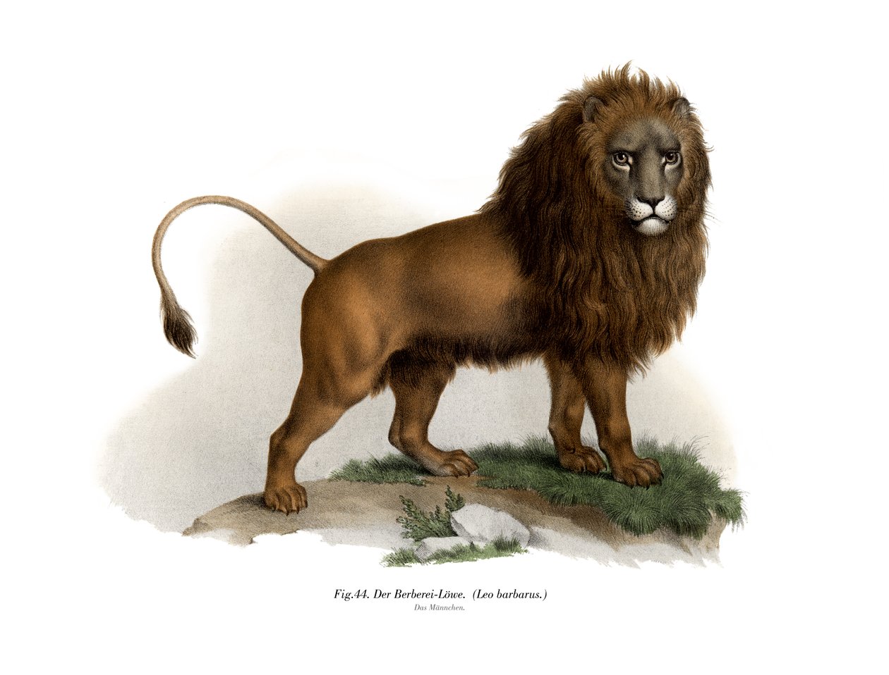 बार्बरी लायन, 1860 द्वारा जर्मन स्कूल