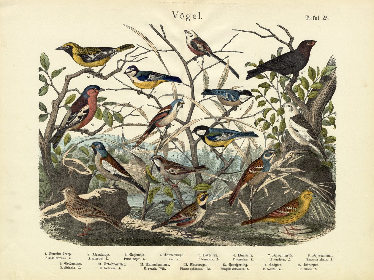 पक्षी, c.1860 द्वारा जर्मन स्कूल