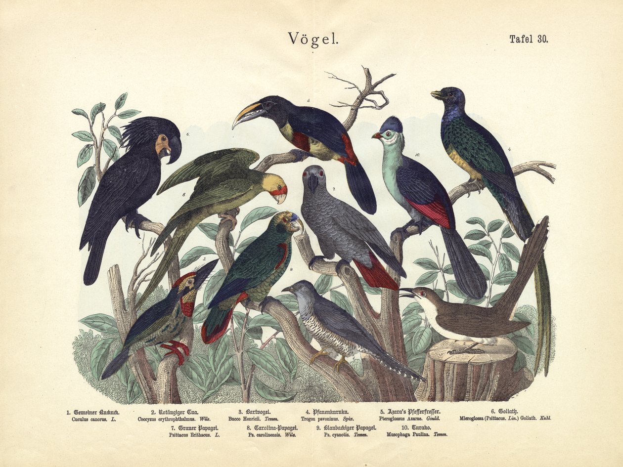 पक्षी, c.1860 द्वारा जर्मन स्कूल