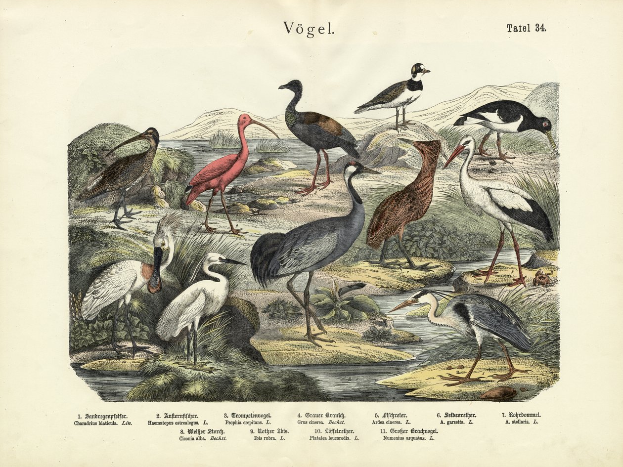 पक्षी, c.1860 द्वारा जर्मन स्कूल