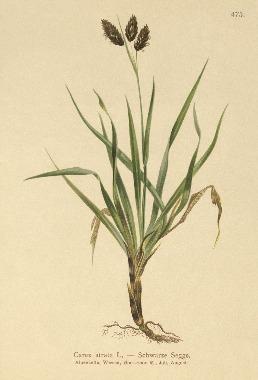 ब्लैक अल्पाइन-सेज (Carex atrata) द्वारा जर्मन स्कूल
