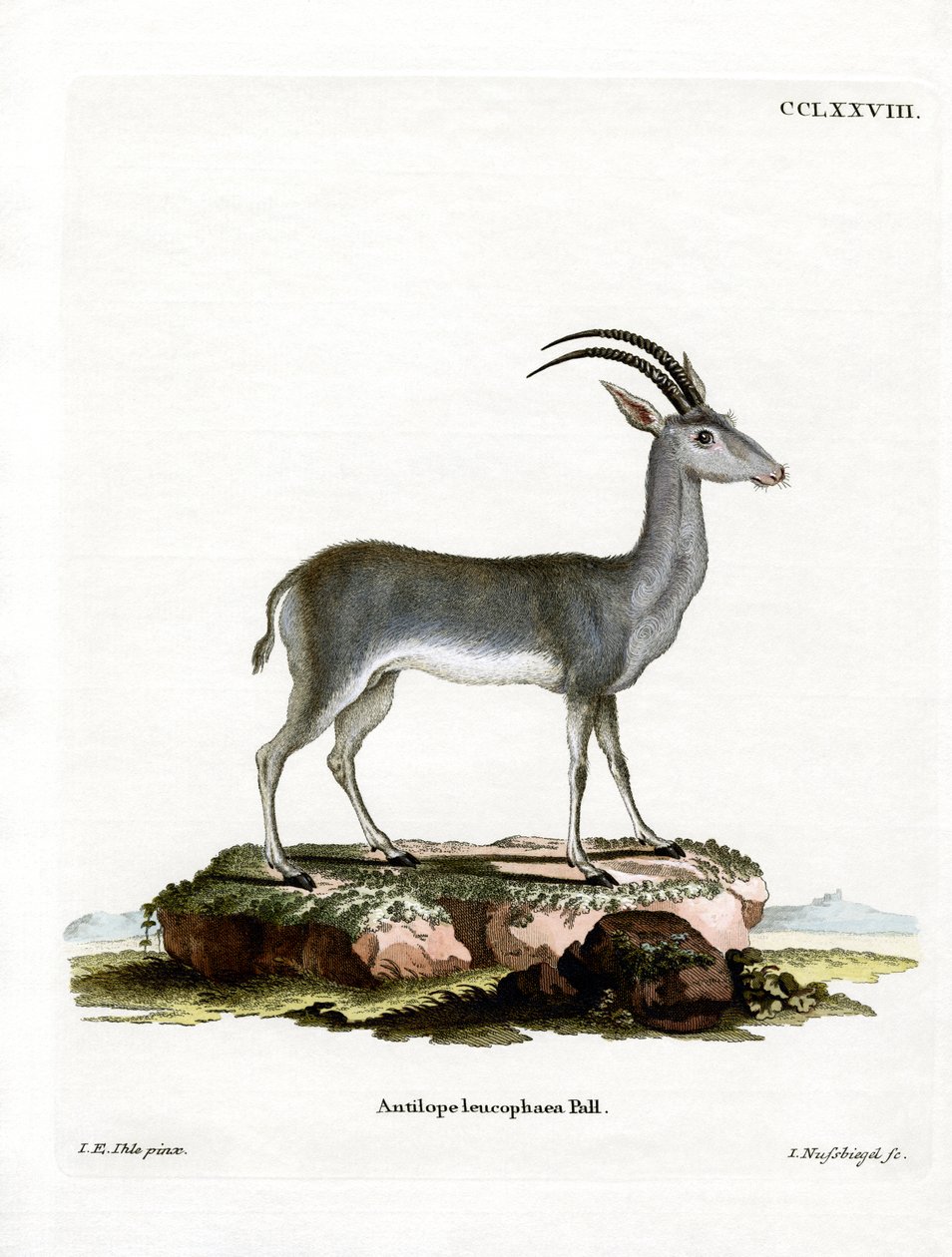 Bluebuck द्वारा जर्मन स्कूल