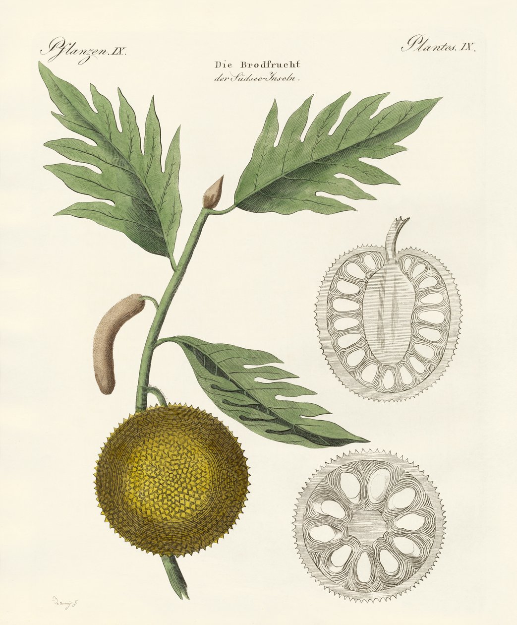 breadfruit द्वारा जर्मन स्कूल