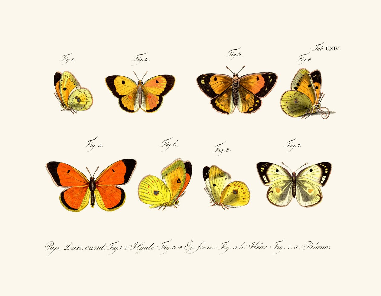 तितलियाँ, 1783-1806 द्वारा जर्मन स्कूल