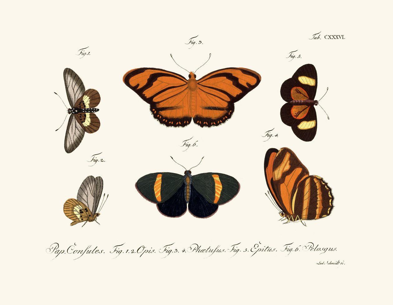 तितलियाँ, 1783-1806 द्वारा जर्मन स्कूल