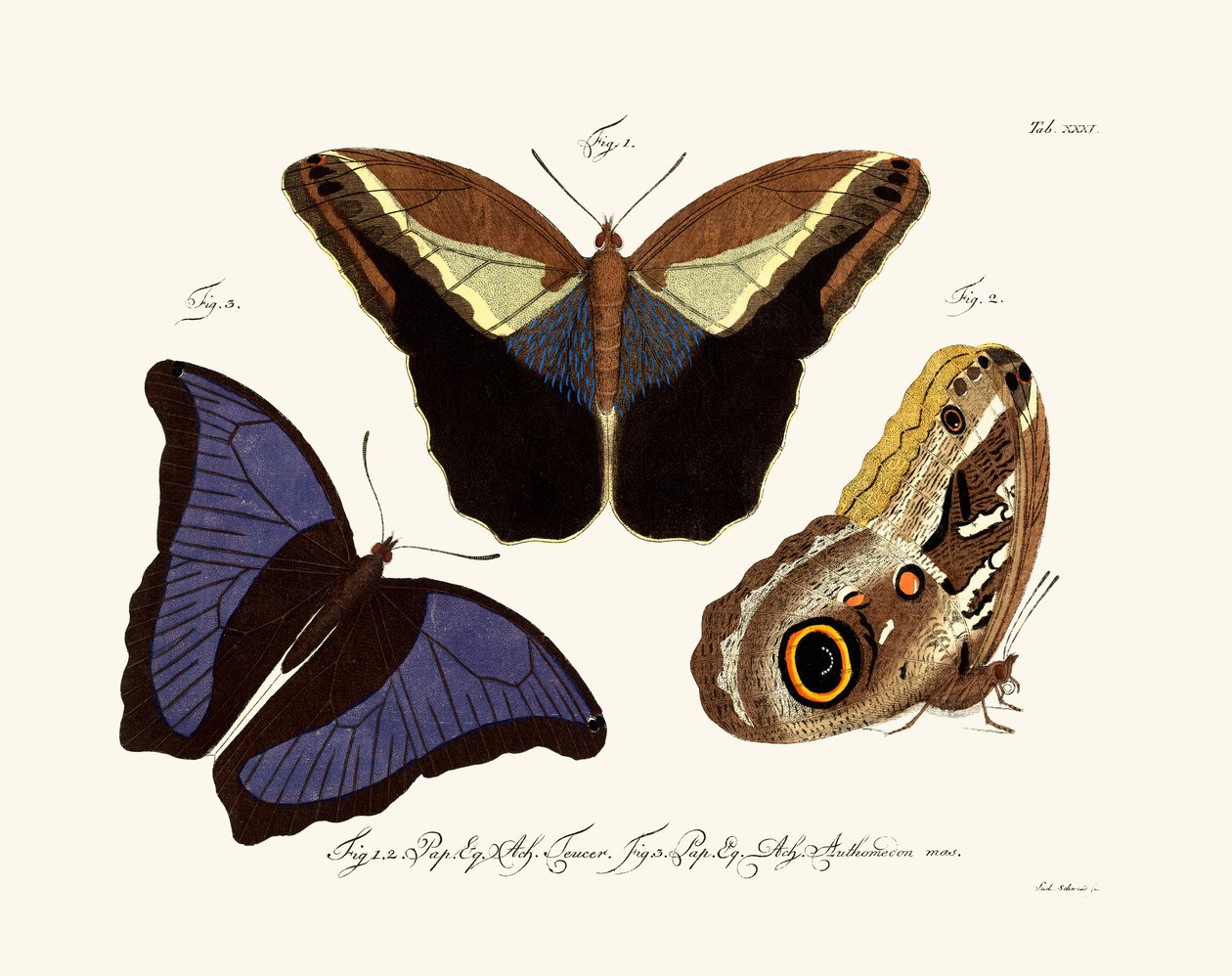तितलियाँ, 1783-1806 द्वारा जर्मन स्कूल
