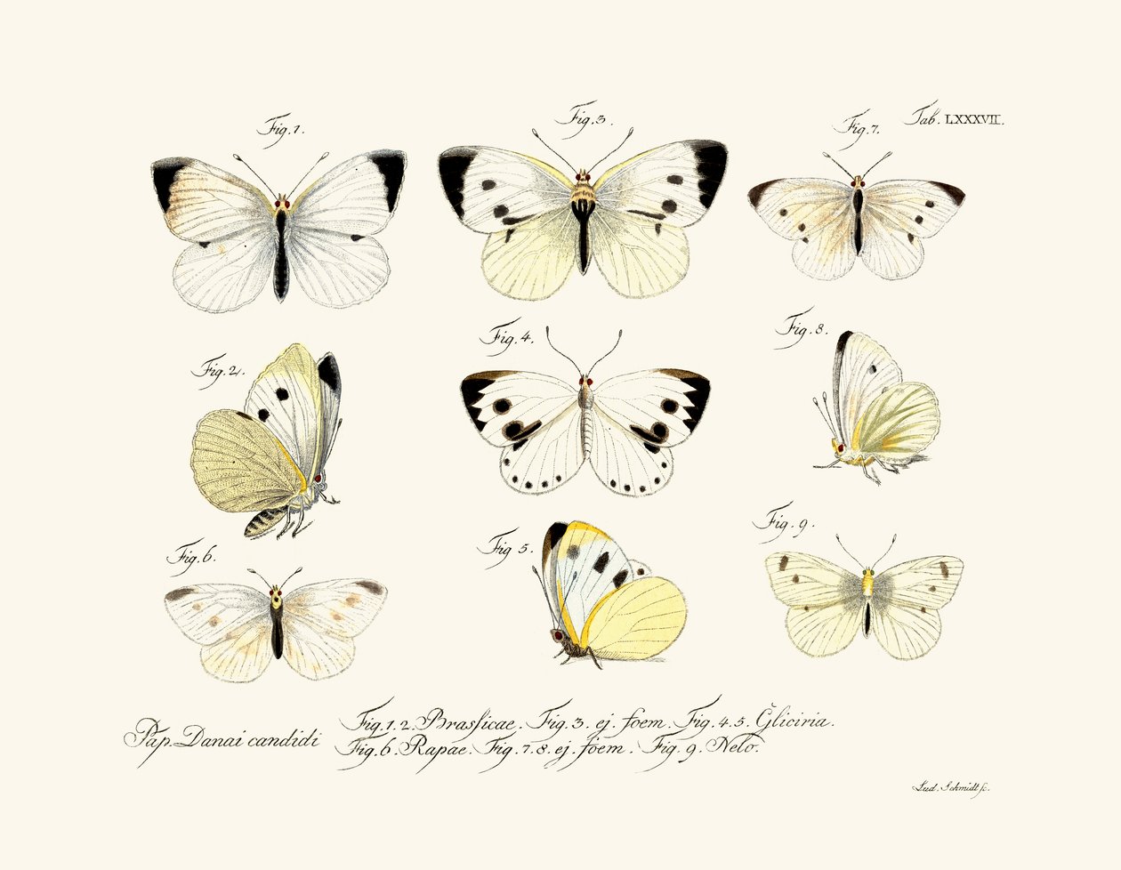 तितलियाँ, 1783-1806 द्वारा जर्मन स्कूल