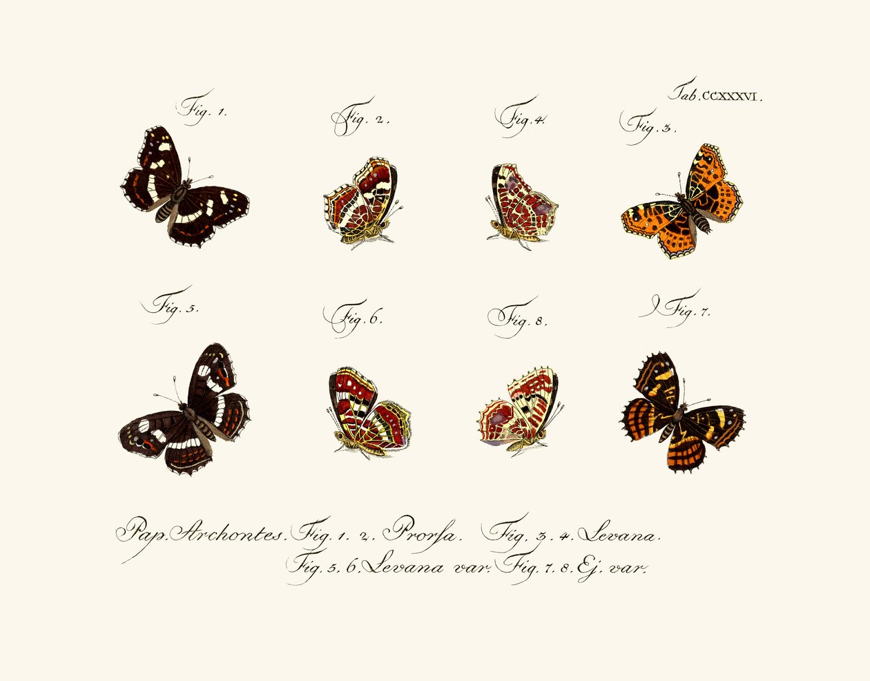 तितलियाँ, 1783-1806 द्वारा जर्मन स्कूल