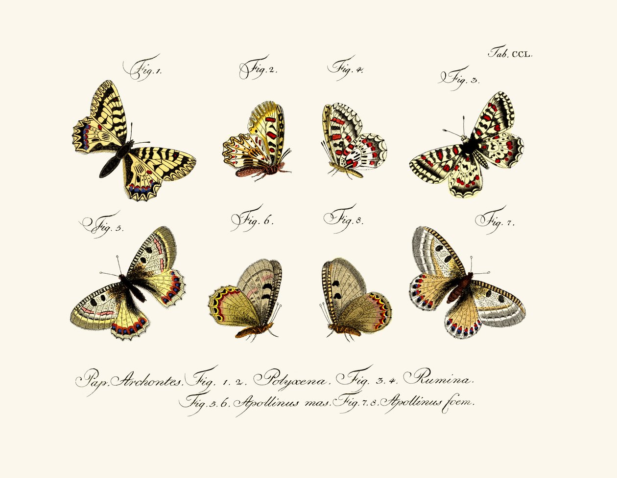 तितलियाँ, 1783-1806 द्वारा जर्मन स्कूल