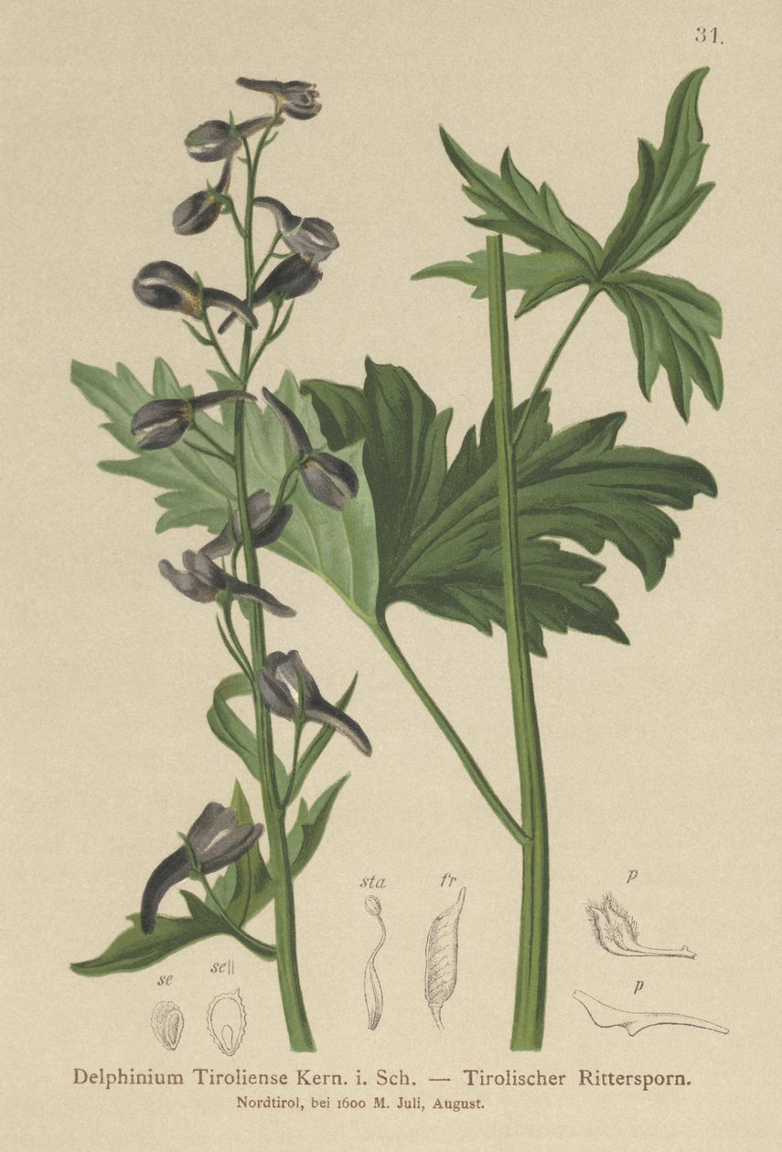 मोमबत्ती Larkspur (Delphinium लहर, घनिष्ठा tiroliensis) द्वारा जर्मन स्कूल