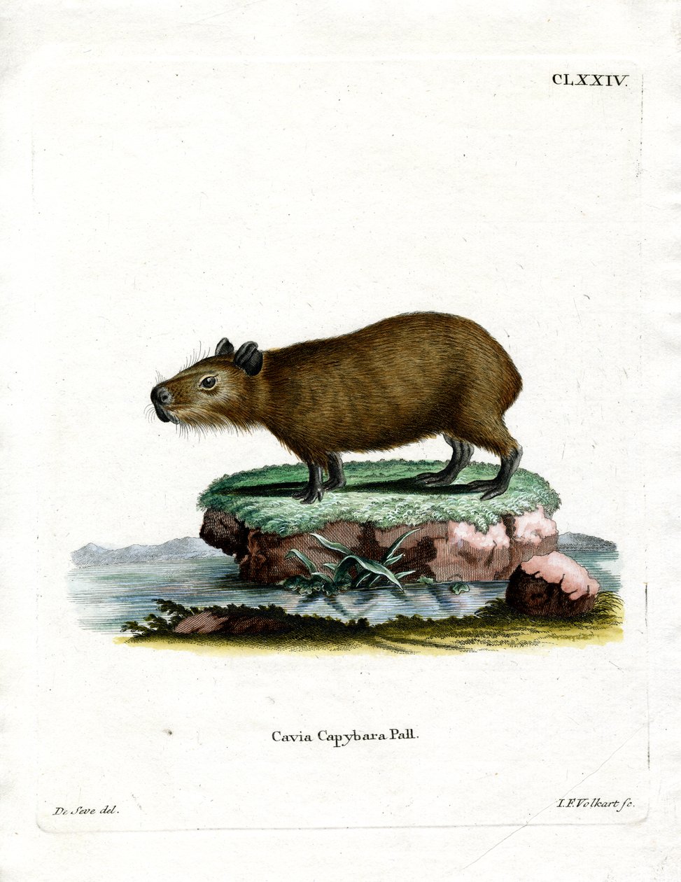 Capybara (रंगीन उत्कीर्णन) द्वारा जर्मन स्कूल