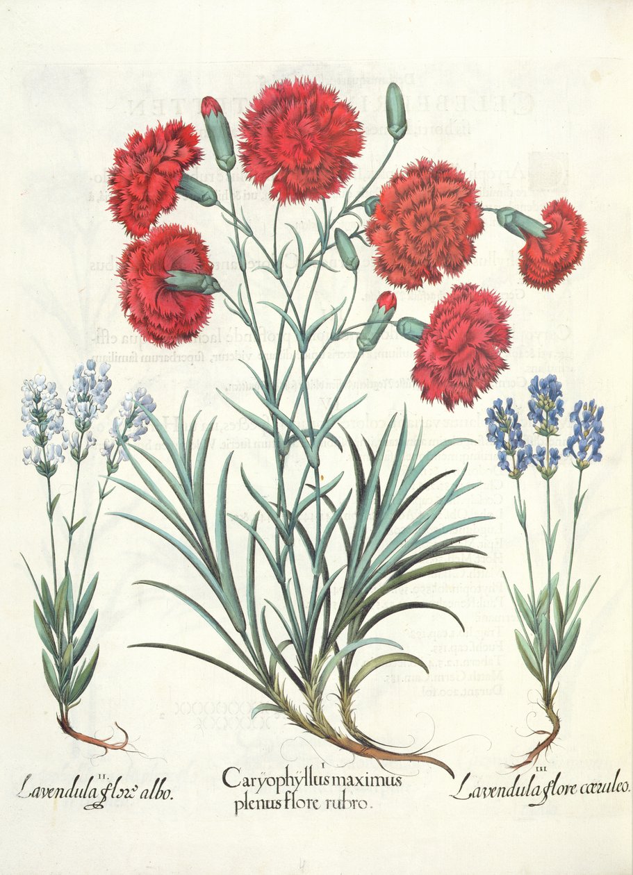 कार्नेशन्स और लैवेंडर: 1.Caryophyllus सबसे बड़ी पूरी तरह खिलने लाल; 2.Lavandula सफेद फूल; 3.Lavandula, नीले खिलने तुलसी Besler (1561-1629), पब से Eystettensis से। 1613 द्वारा जर्मन स्कूल