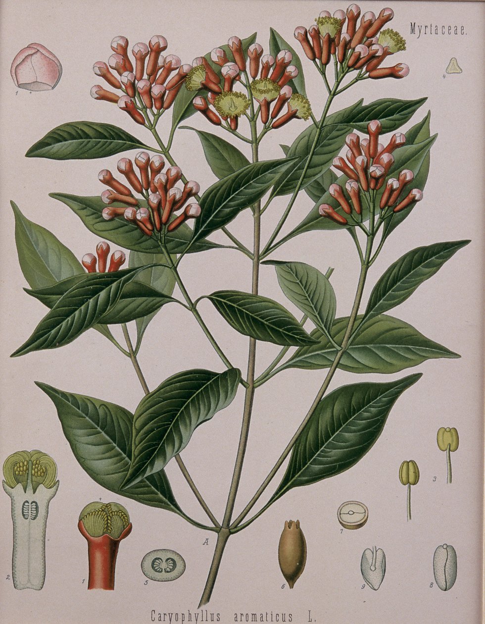 Caryophyllus Aromaticus (लौंग) द्वारा जर्मन स्कूल