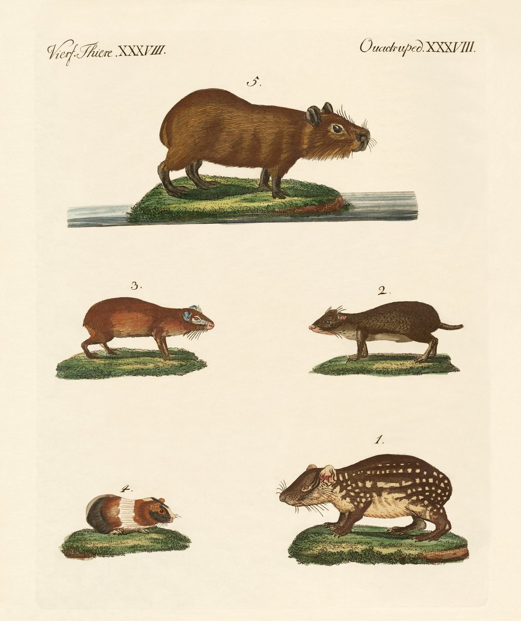 Cavys द्वारा जर्मन स्कूल