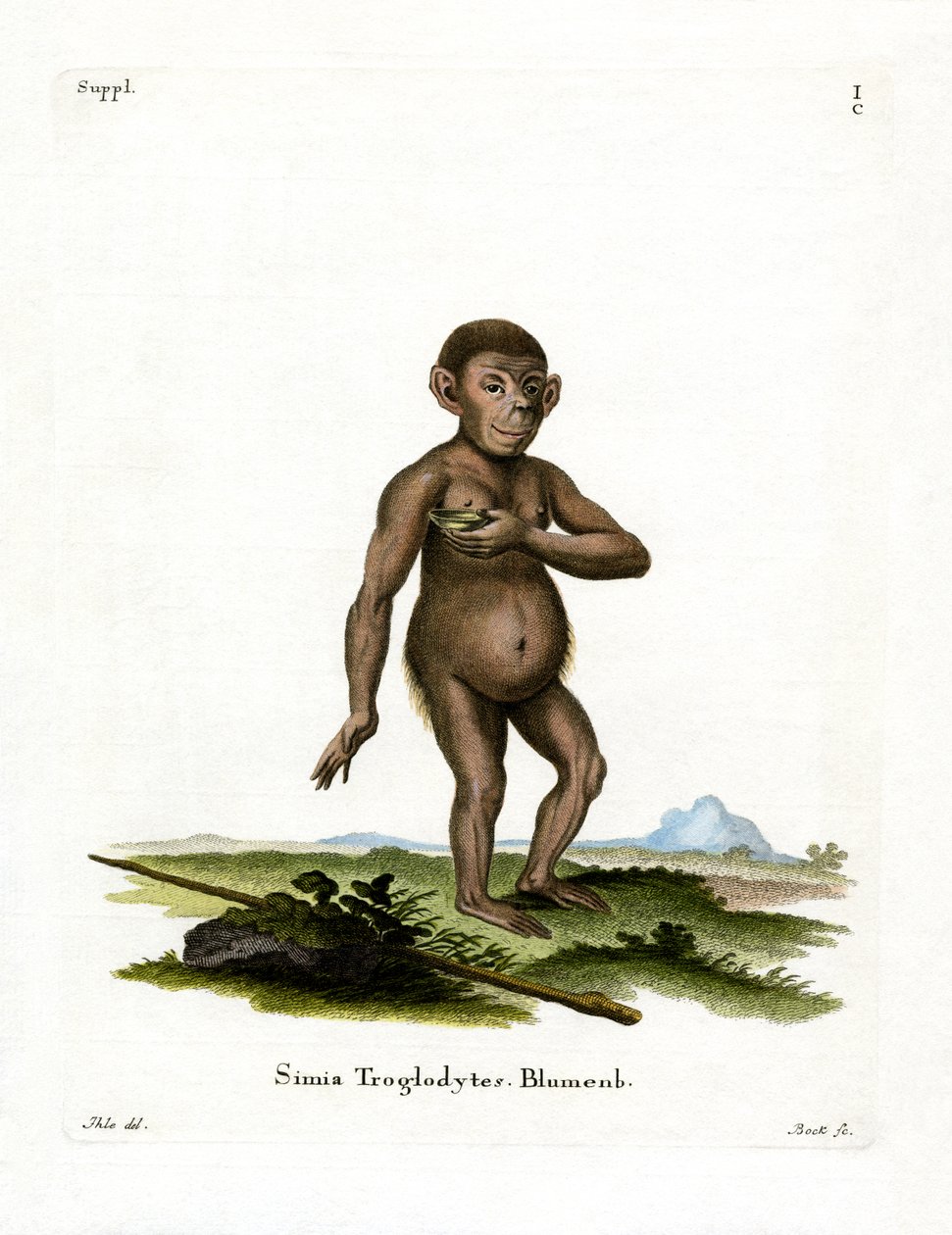 चिंपैंजी (रंगीन उत्कीर्णन) द्वारा जर्मन स्कूल