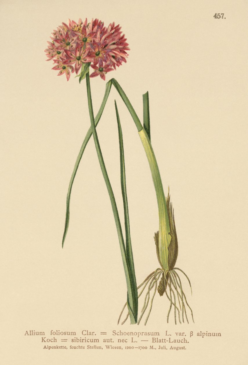 Chives (Allium foliosum, एलियम schoenoprasum वर। Alpmum Allium एट अल) द्वारा जर्मन स्कूल