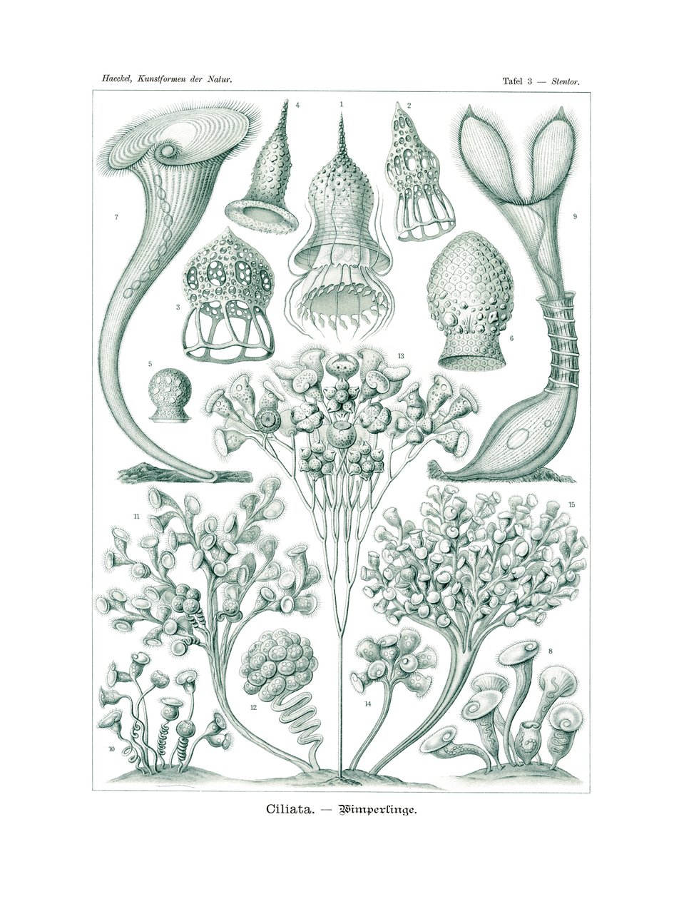 सिलियाटा, 1899-1904 द्वारा जर्मन स्कूल