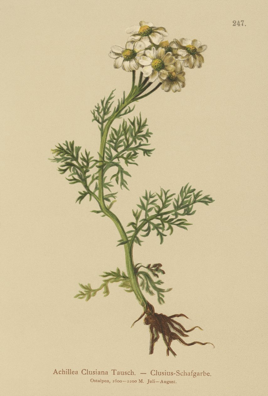 क्लूसियस यरो (Achillea Clusiana, Achillea atrata ssp। क्लूसियाना) द्वारा जर्मन स्कूल