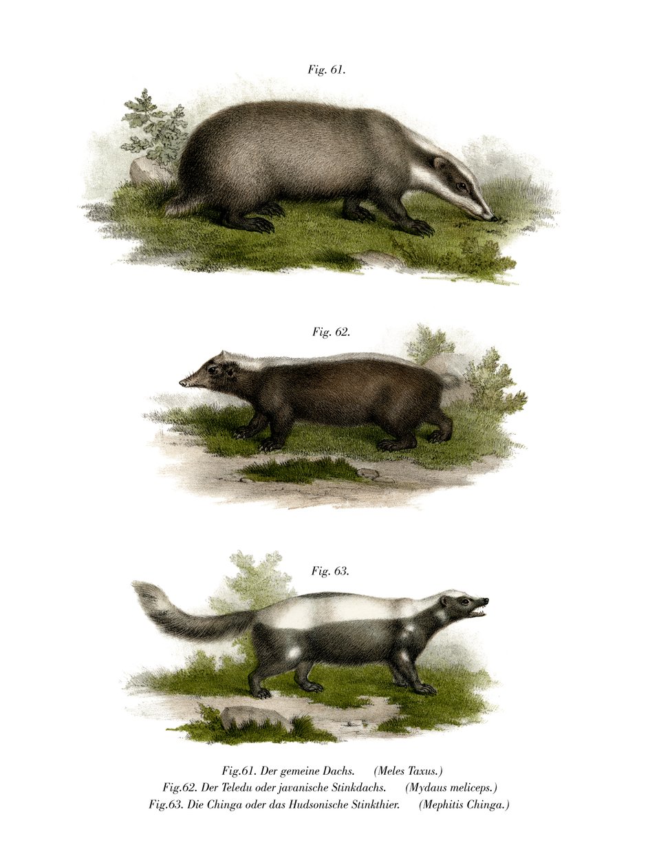 आम बेजर, 1860 द्वारा जर्मन स्कूल