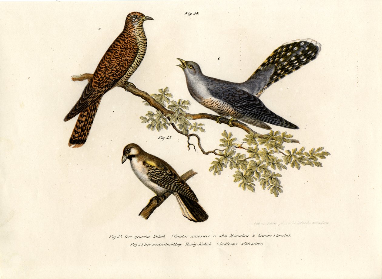 आम कोयल, 1864 द्वारा जर्मन स्कूल