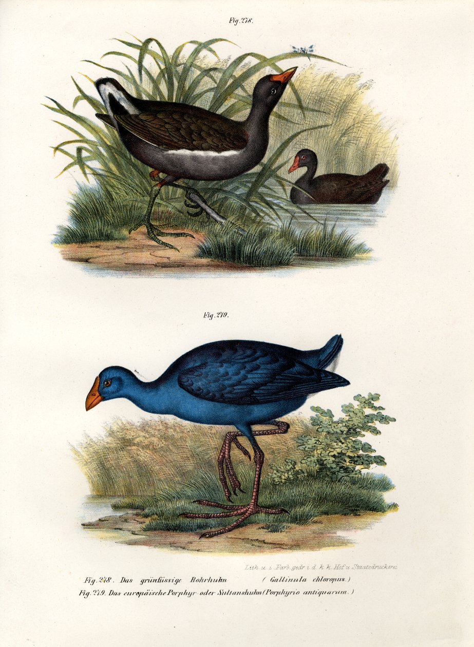 कॉमन मोरेन, 1864 द्वारा जर्मन स्कूल