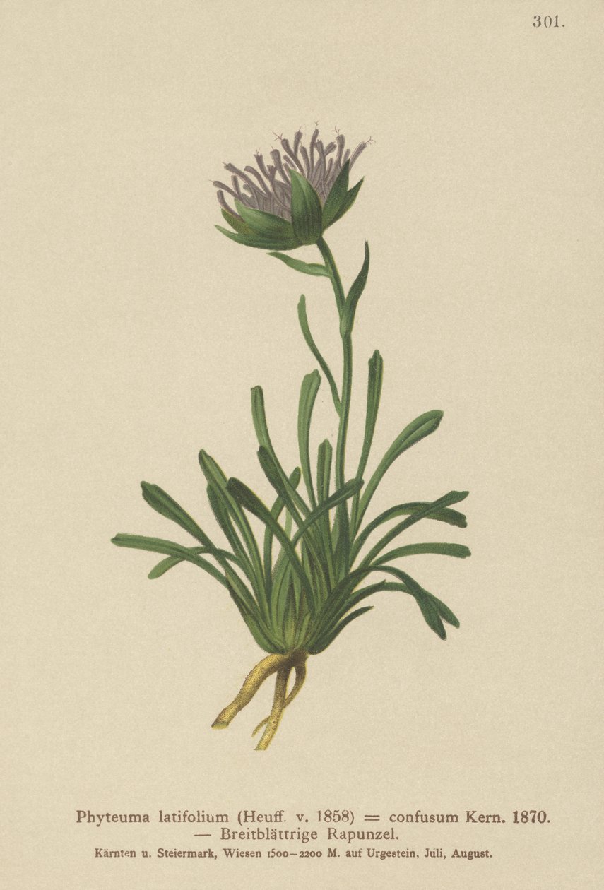 उलझन Rampion (Phyteuma Phyteuma latifolium मिश्रित, Phyteuma अर्धगोल एसएसपी। उलझन Phyteuma बौना) द्वारा जर्मन स्कूल