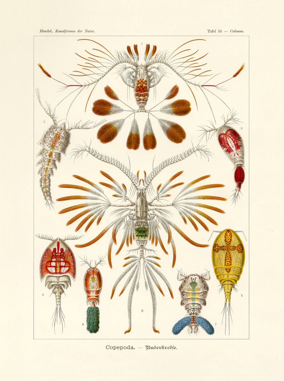 कोप्पोडा, 1899-1904 द्वारा जर्मन स्कूल