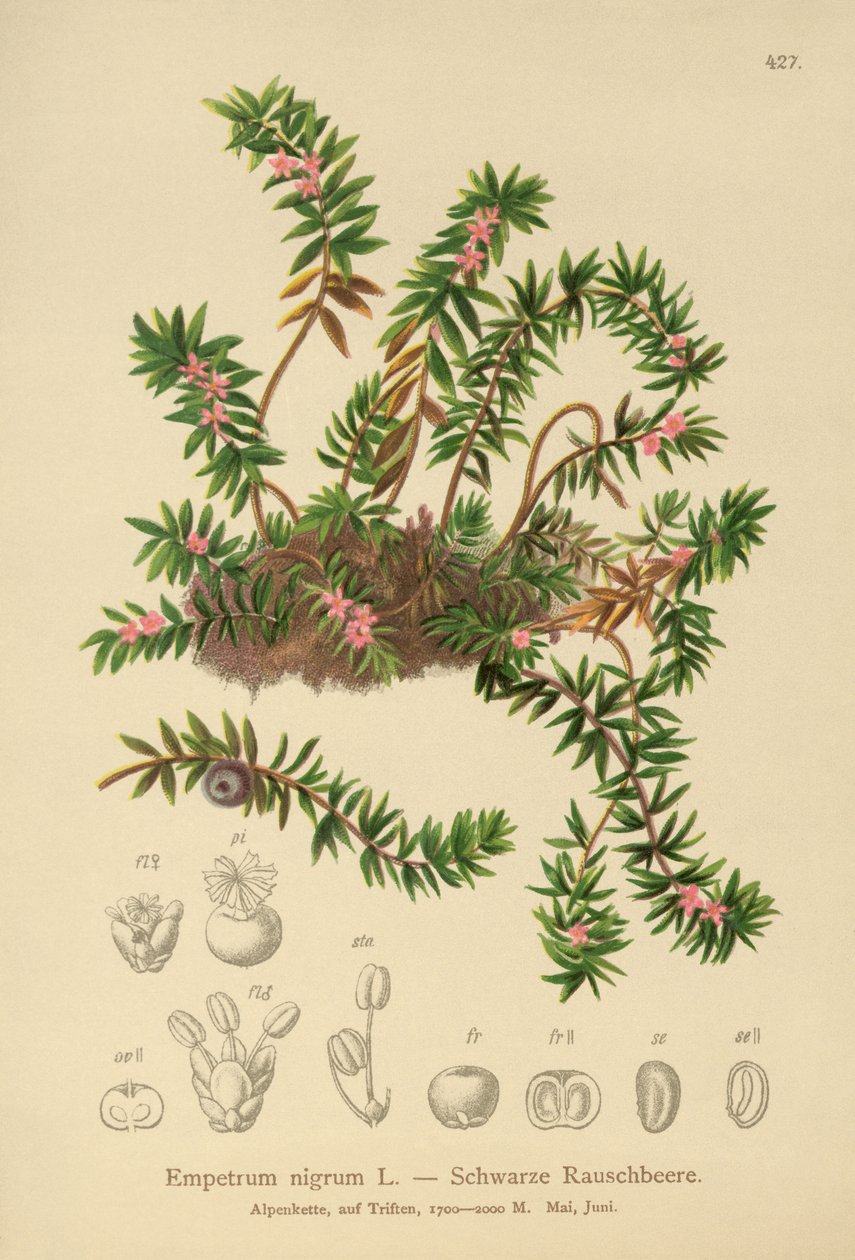 Crowberry (Empetraceae काला) द्वारा जर्मन स्कूल