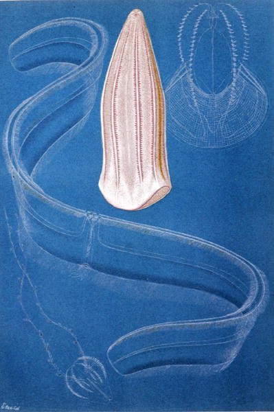 Ctenophores, प्लेट "ब्रेम्स एनिमल लाइफ: जनरल नॉलेज ऑफ द एनिमल किंगडम", खंड 10, पृष्ठ 546, ग्रंथ सूची संस्थान द्वारा प्रकाशित द्वारा जर्मन स्कूल