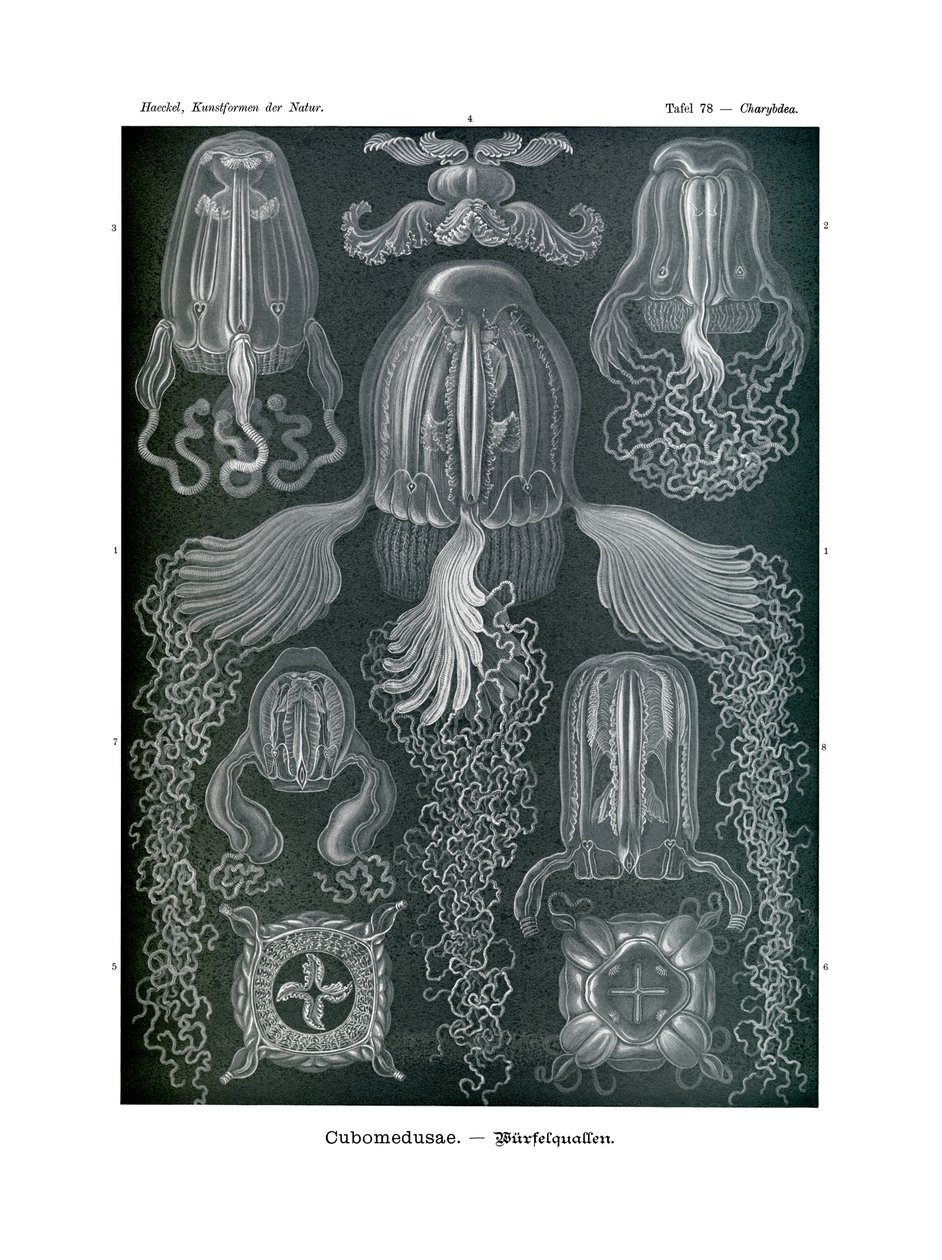 Chirodropida, 1899-1904 द्वारा जर्मन स्कूल