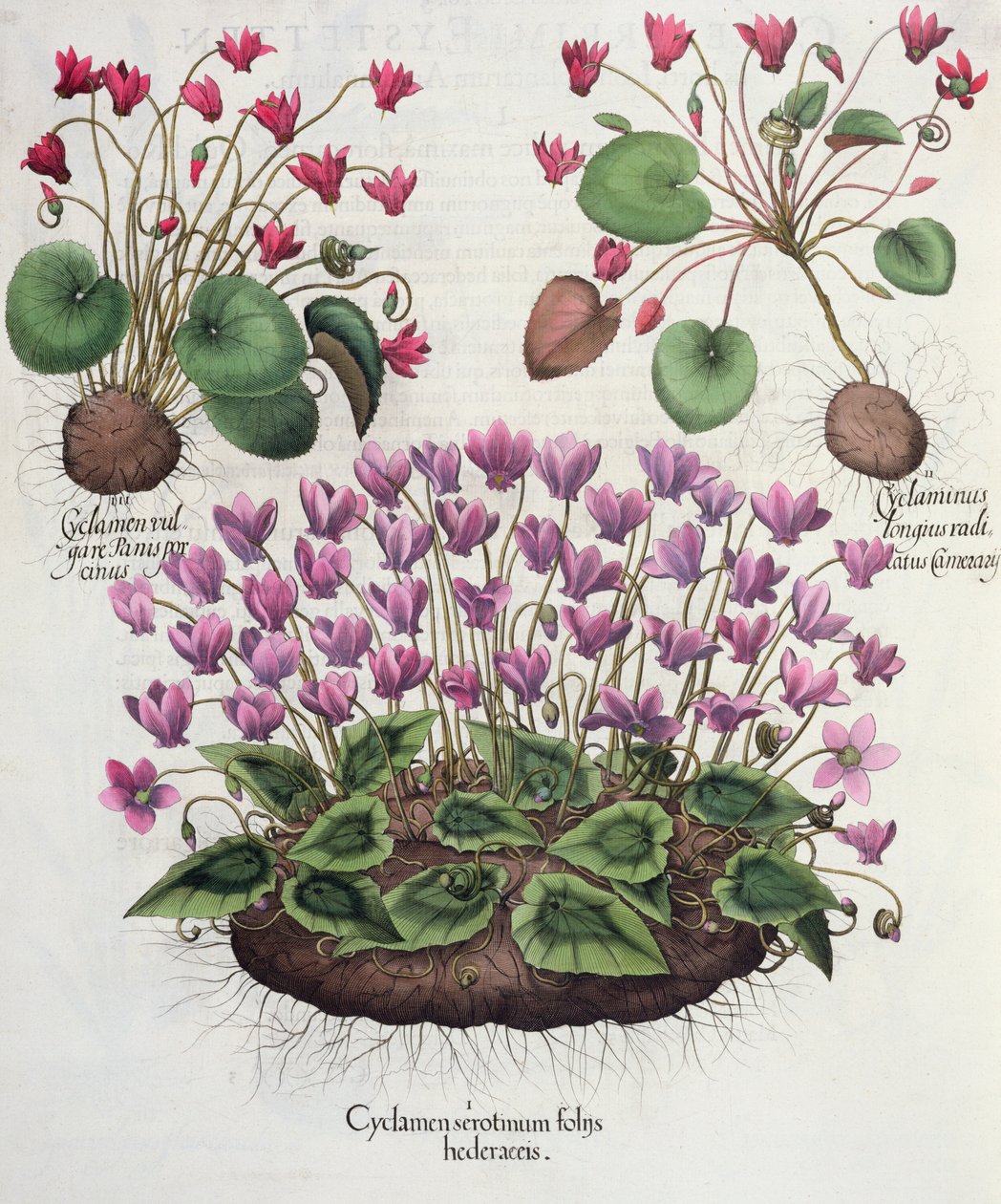 Cyclamen, आइवी लता लीफ स्प्रिंग 1.Cyclamen; 2.Cyclaminus आगे चेम्बरलेन निहित; तुलसी Besler (1561-1629), पब से Eystettensis से 3.Cyclamen साधारण रोटी berezovskii। 1613 (engr.J. द्वारा जर्मन स्कूल