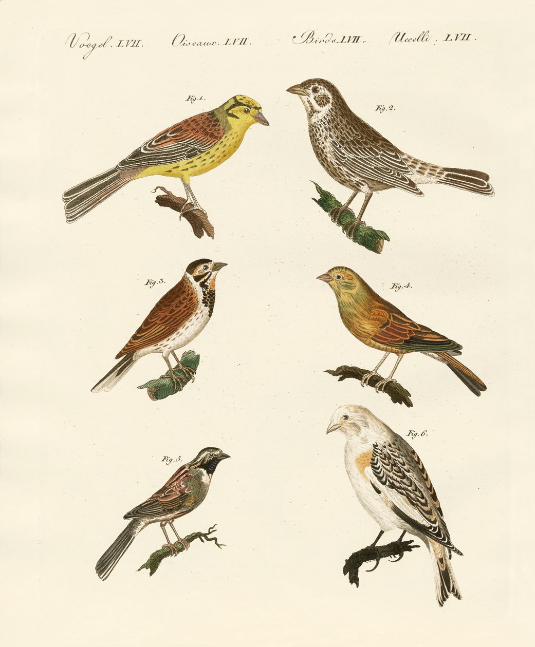 विभिन्न प्रकार के buntings द्वारा जर्मन स्कूल