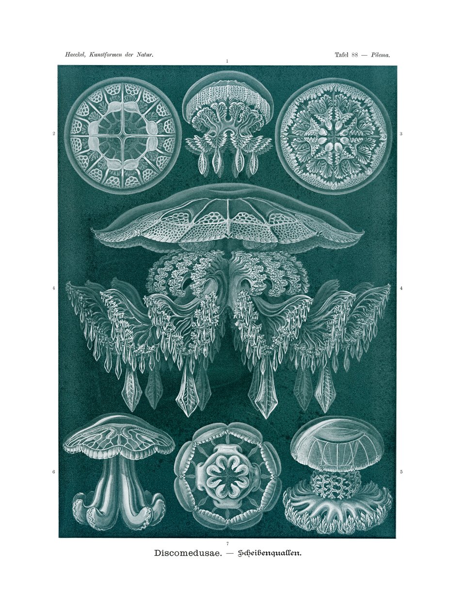 डिसिप्ल्यूस्यूड, 1899-1904 द्वारा जर्मन स्कूल