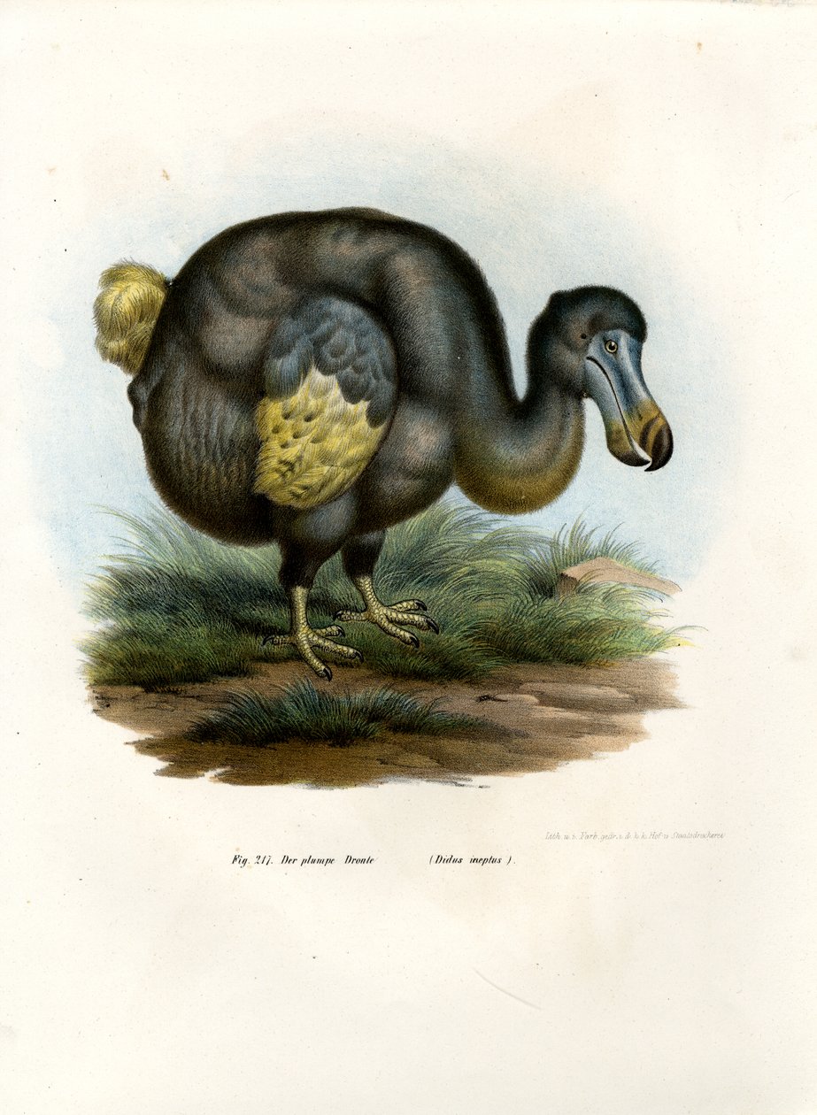 डोडो, 1864 द्वारा जर्मन स्कूल
