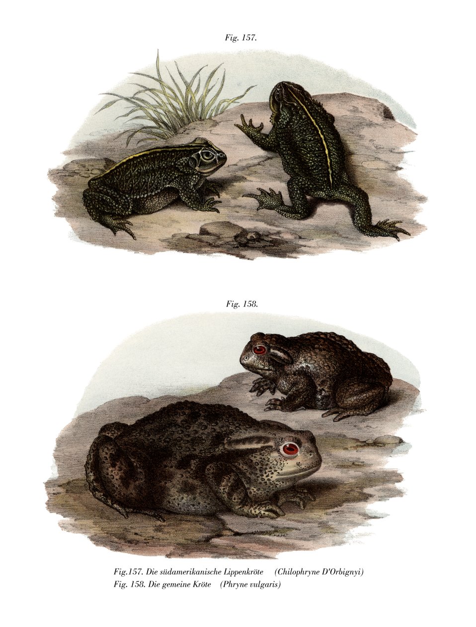 Dorbigny's Toad (कलर लिथो) द्वारा जर्मन स्कूल